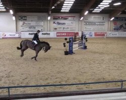 jumper Cadiz 37 (Holsteiner, 2002, from Coronado I)