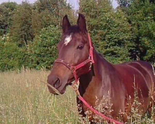 Pferd Lovely Girl 13 (Holsteiner, 1992, von Latano II)