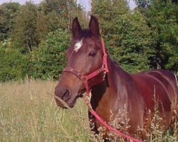 horse Lovely Girl 13 (Holsteiner, 1992, from Latano II)