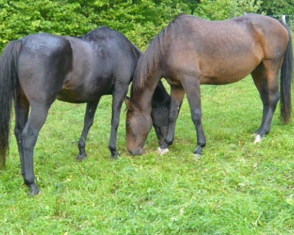 horse Legano (Hanoverian, 1980, from Labrador)