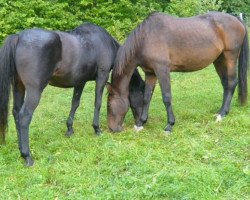 horse Legano (Hanoverian, 1980, from Labrador)