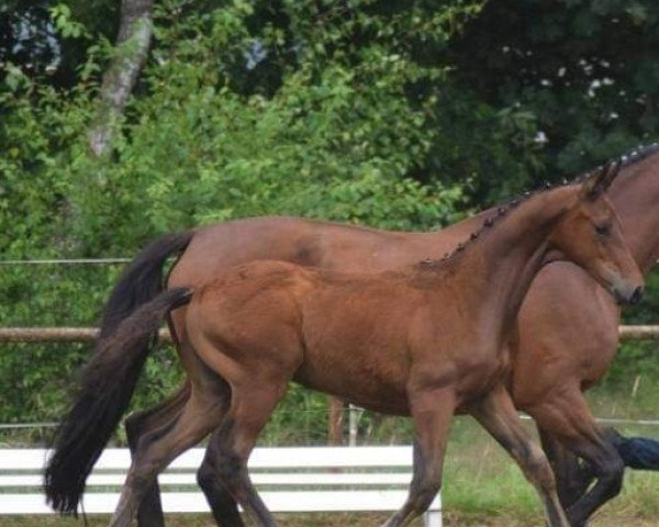 dressage horse Dancer (Hanoverian, 2018, from Dancier)