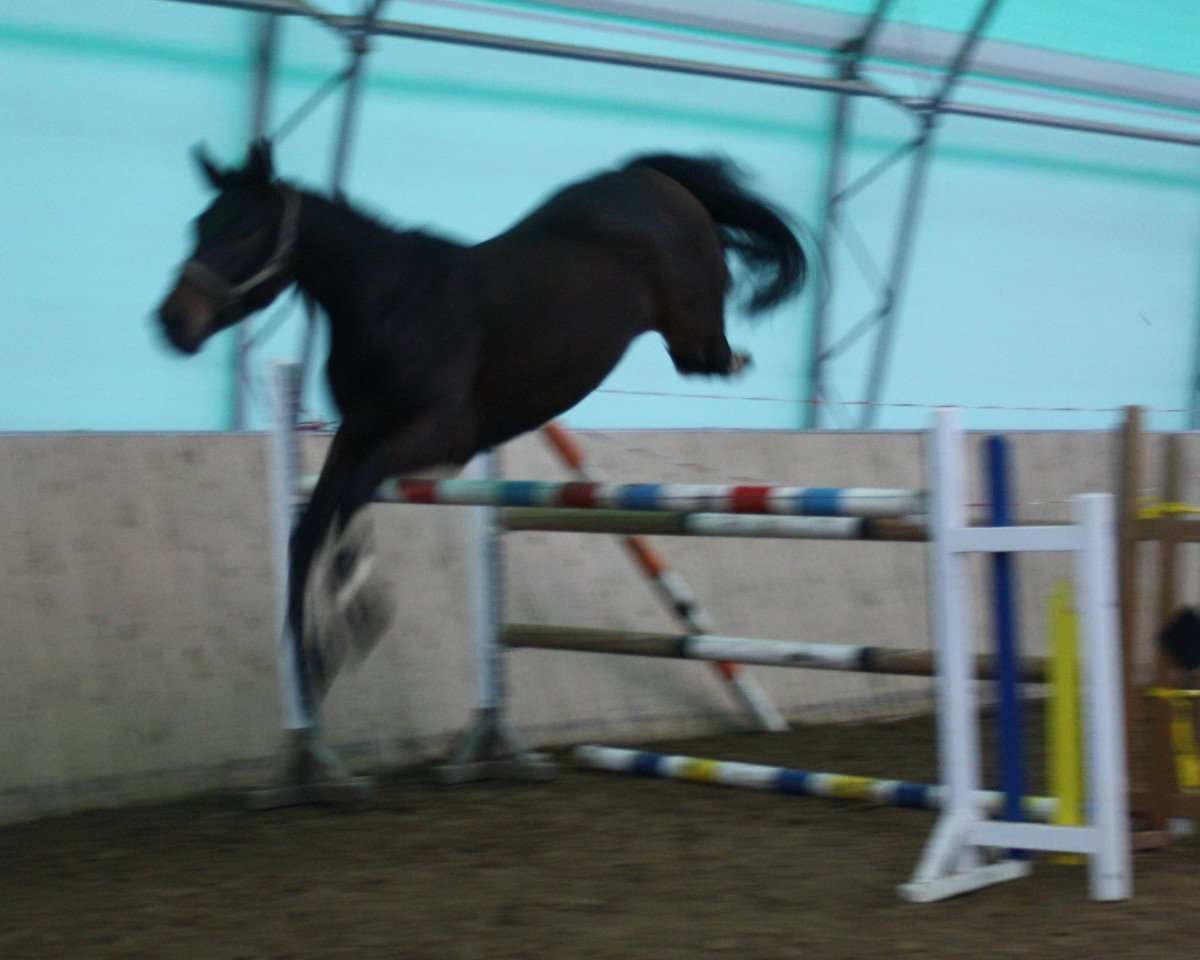 jumper Crazy Boy S (Oldenburg, 2009, from Charming Boy 38)