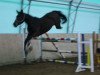 jumper Crazy Boy S (Oldenburg, 2009, from Charming Boy 38)