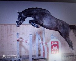 jumper Espri van de Zeshoek S (German Sport Horse, 2019, from Eldorado vd Zeshoek Tn)