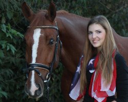 dressage horse Cibaro T (Rheinländer, 2007, from Cinto)