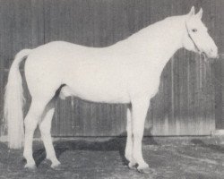 stallion Gold Dollar (Westphalian, 1970, from Gotthard)