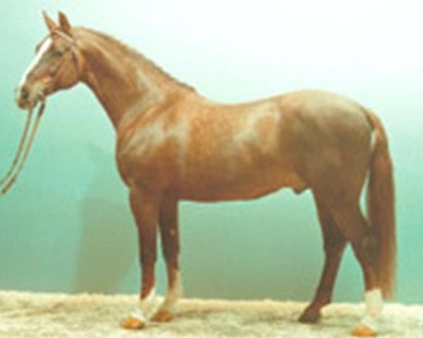 horse Askan (Hanoverian, 1973, from Archimedes)