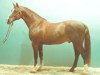 stallion Askan (Hanoverian, 1973, from Archimedes)