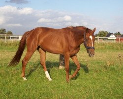 broodmare Weltina Luna (Rhinelander, 2008, from Welton)