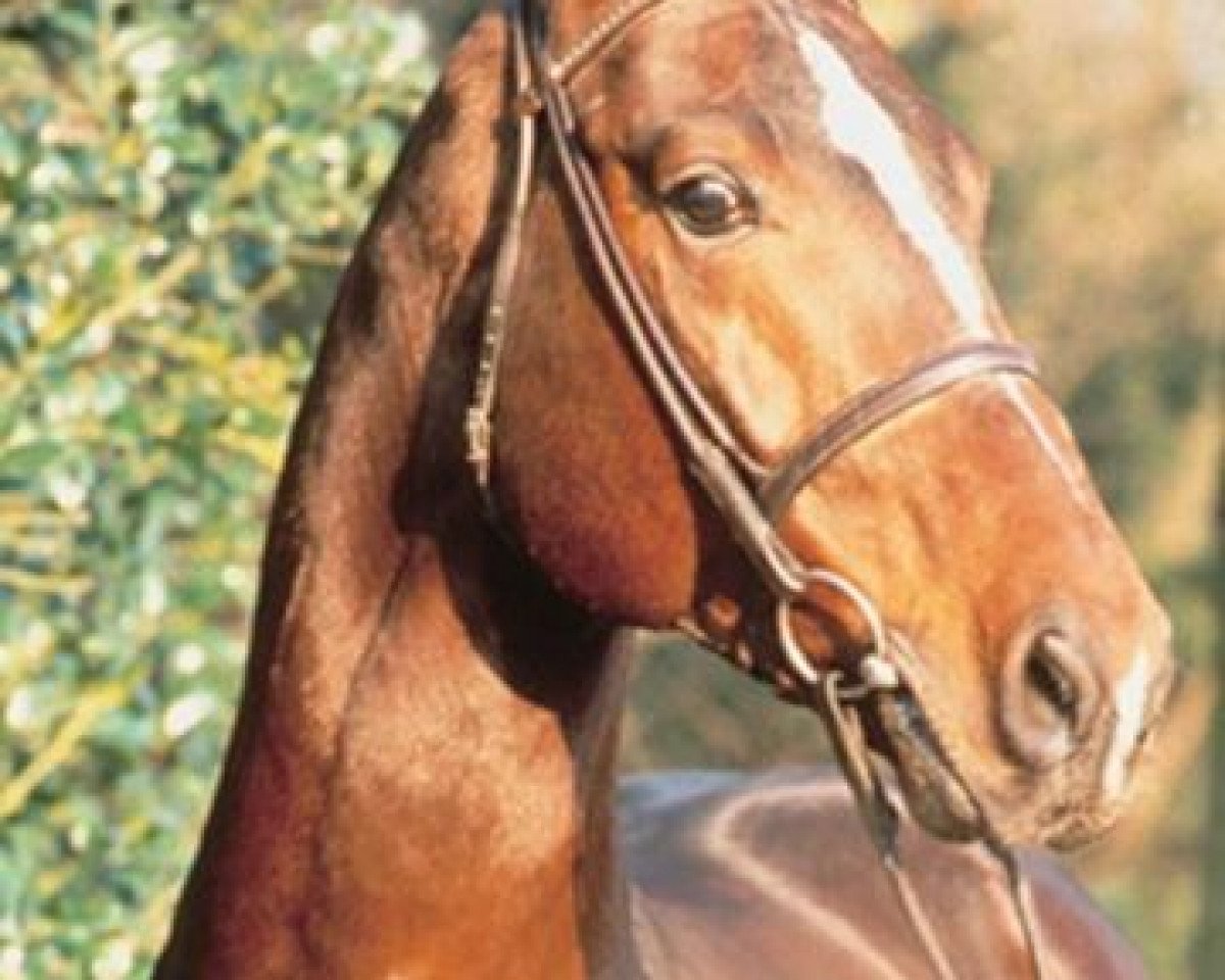 stallion Willem's As I (Hanoverian, 1985, from Watzmann)