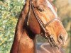 stallion Willem's As I (Hanoverian, 1985, from Watzmann)