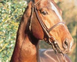 stallion Willem's As I (Hanoverian, 1985, from Watzmann)