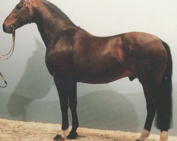 stallion Lion (Hanoverian, 1972, from Der Löwe xx)