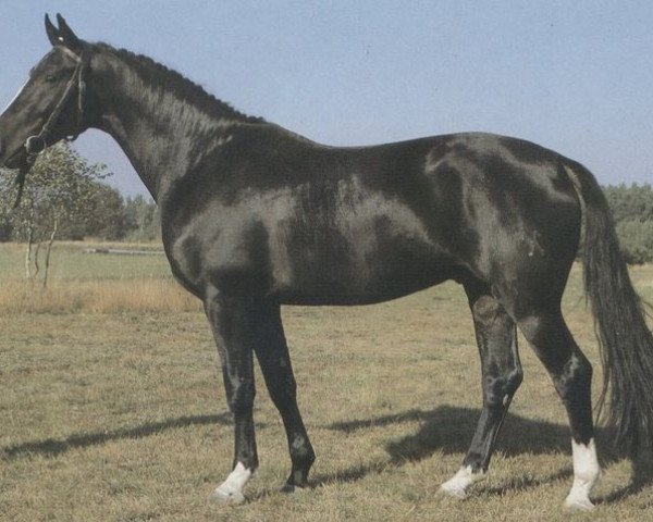 stallion Lortzing (Hanoverian, 1979, from Lombard)