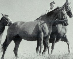 broodmare Fockfee (Hanoverian, 1943, from Fokker 3129)