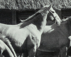 broodmare Duelljuwel (Hanoverian, 1955, from Duellant 3586)