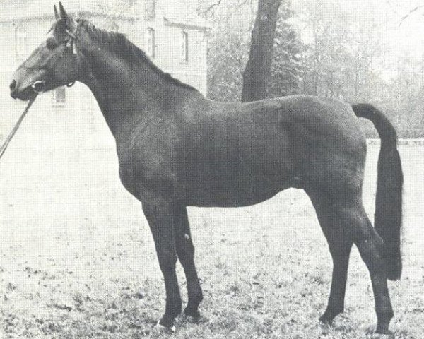 stallion Marmor (Hanoverian, 1962, from Marcio xx)