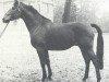 stallion Marmor (Hanoverian, 1962, from Marcio xx)