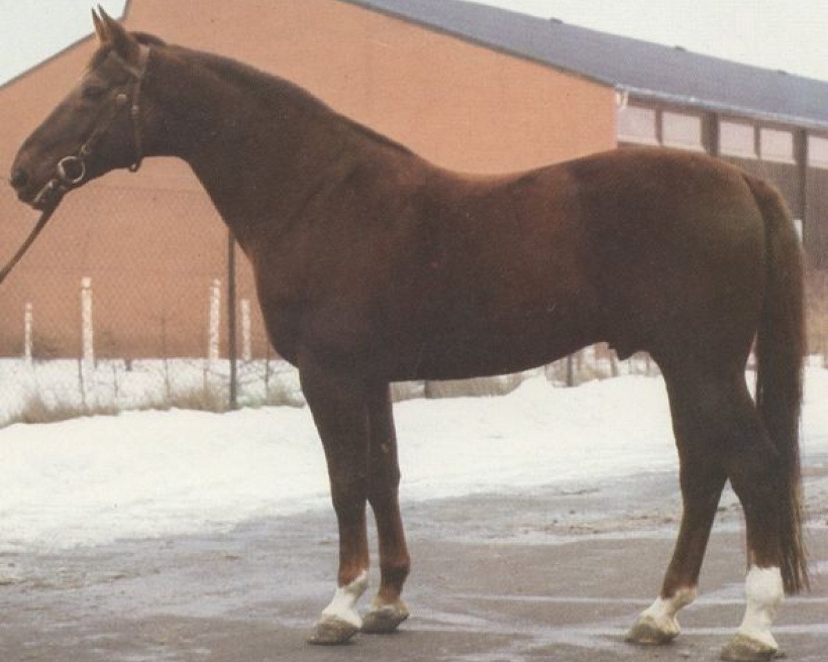 stallion Grandissimo (Hanoverian, 1971, from Grande)