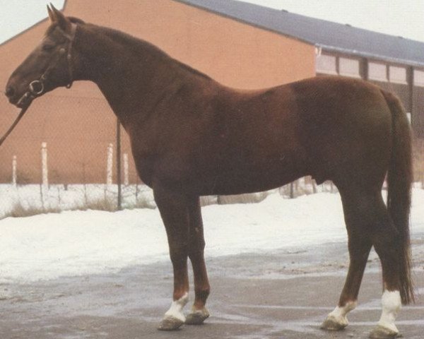 stallion Grandissimo (Hanoverian, 1971, from Grande)