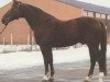 stallion Grandissimo (Hanoverian, 1971, from Grande)