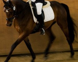 jumper Spekulatius (German Warmblood, 2003, from Semper)