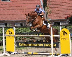 dressage horse Antaios (Oldenburg, 2008, from Albatros 86)