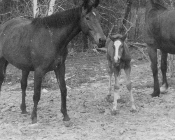 broodmare Freia (Noble Warmblood, 1973, from Fidelio xx)