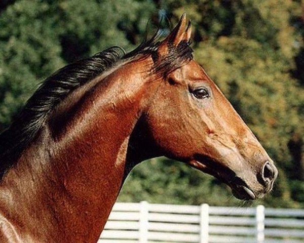 stallion Young Daniel xx (Thoroughbred, 1988, from Turkoman xx)