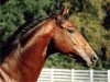 stallion Young Daniel xx (Thoroughbred, 1988, from Turkoman xx)