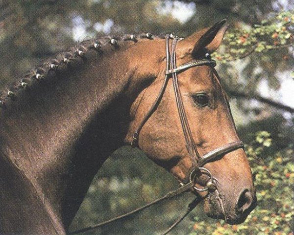 stallion Grand Royal (Hanoverian, 1980, from Grenadier)