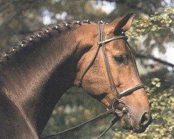 stallion Grand Royal (Hanoverian, 1980, from Grenadier)