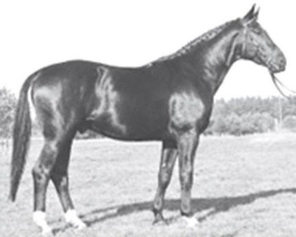 stallion Dinar (Hanoverian, 1979, from Disput)