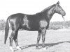 stallion Dinar (Hanoverian, 1979, from Disput)