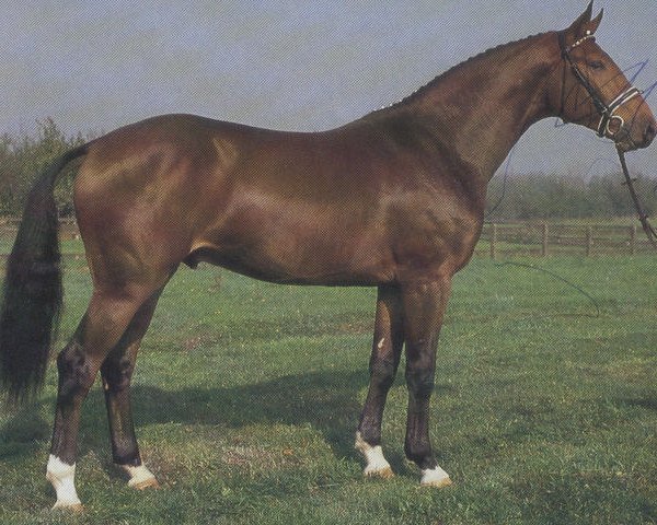Deckhengst Colani (Hannoveraner, 1988, von Calypso II)