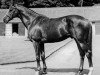 stallion Court Martial xx (Thoroughbred, 1942, from Fair Trial xx)