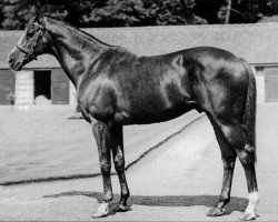 stallion Court Martial xx (Thoroughbred, 1942, from Fair Trial xx)