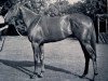 stallion High Treason xx (Thoroughbred, 1951, from Court Martial xx)