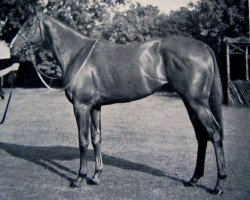 stallion High Treason xx (Thoroughbred, 1951, from Court Martial xx)