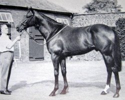 stallion Tower Walk xx (Thoroughbred, 1966, from High Treason xx)