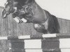 stallion Deputy Head xx (Thoroughbred, 1980, from Tower Walk xx)