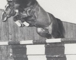 stallion Deputy Head xx (Thoroughbred, 1980, from Tower Walk xx)