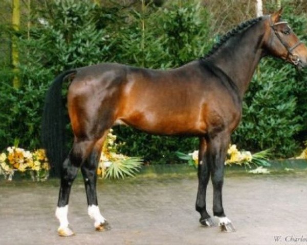 stallion Skorpio (Oldenburg, 1988, from Sandro)