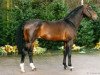 stallion Skorpio (Oldenburg, 1988, from Sandro)