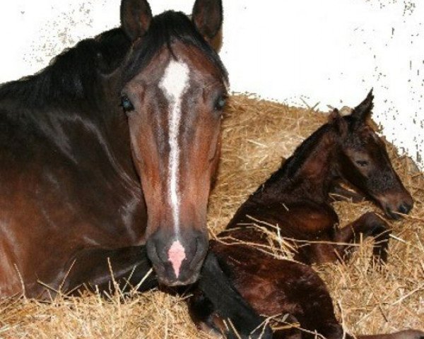 broodmare Chanel (Hanoverian, 1996, from Certus)