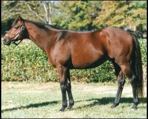 stallion Boundary xx (Thoroughbred, 1990, from Danzig xx)