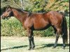 stallion Boundary xx (Thoroughbred, 1990, from Danzig xx)