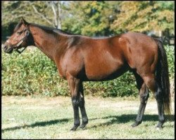 stallion Boundary xx (Thoroughbred, 1990, from Danzig xx)