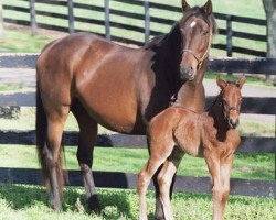 broodmare Angel Fever xx (Thoroughbred, 1990, from Danzig xx)